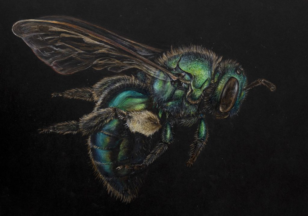 Bee illustration